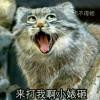 闪灵狼