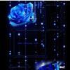 星怀蓝梦