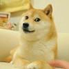 WrDogE