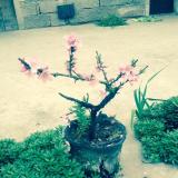 我是一朵毁灭菇