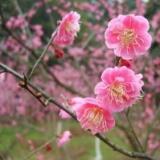 清水