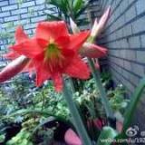 悠蓝清清