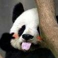 嘿嘿大墩子