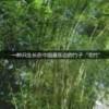 活力飞碟