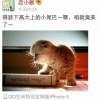 虚情又メ假意