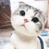 化身孤岛的小鲸鱼