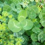 咖啡杯中的热咖啡