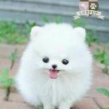 郑家妮子happy