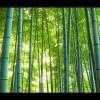 莫愁