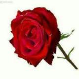 颜色不一样的烟火9