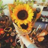 jinin_c