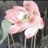 寒月芙蕖