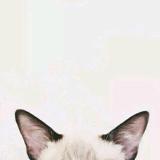 疏影横斜水清浅