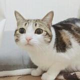 小铁酱