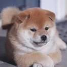 迟非持