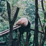 窗前一枝花