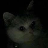 廿七゛