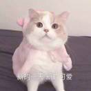 书友98384
