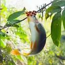 美林湖李生