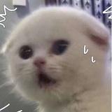 云胡不喜。
