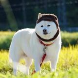 流年浸染笑颜