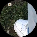 菜31