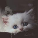 MIAOXIAN