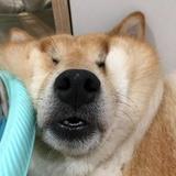 酷酷的逗逗吖
