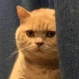 沙雕橘猫
