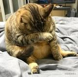 一串葡萄