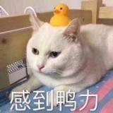 我想吃兔兔呢