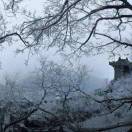 观城城