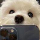 听画的人