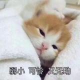 酷酷D木子