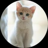猫猫世界第一可爱