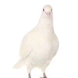 唧唧棒