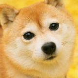 阿瞎啊啊