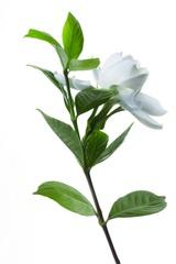 Chen迷你的笑容
