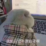 鸢尾