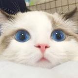 有村架纯