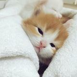 Amber.娜娜