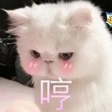 撿盡寒枝不肯棲