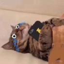 库洛米和甄嬛跳舞