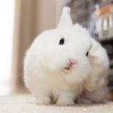 马尤尼