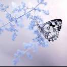 Starfall  Blue