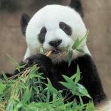 纯小草