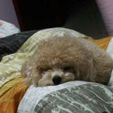 眠齁