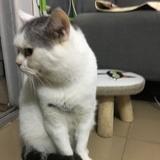 北极星的眼泪