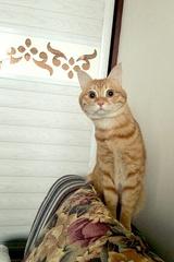 小小小小亚