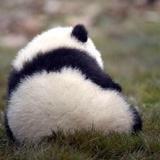 谦熊